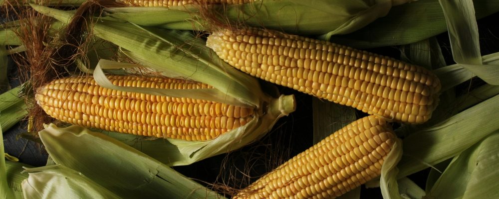 Maíz